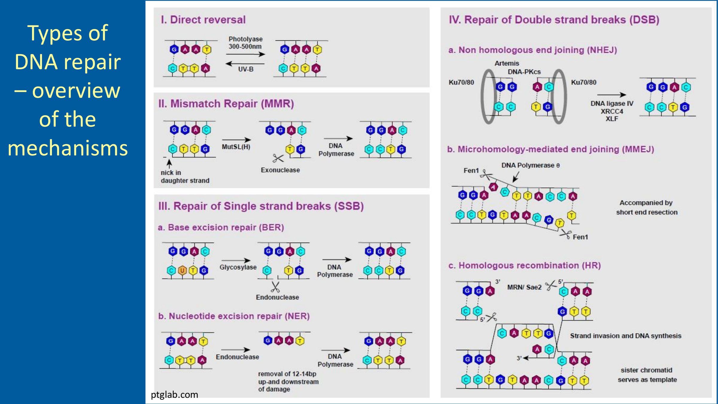 Overview of DNA repair mechanisms: direct reversal, mismatch repair (MMR), single-strand break repair by base and nucleotide excision repair (BER, NER), and double-strand break repair by non-homologous end joining (NHEJ), microhomology-mediated end joining (MMEJ) and homologous recombination (HR)
