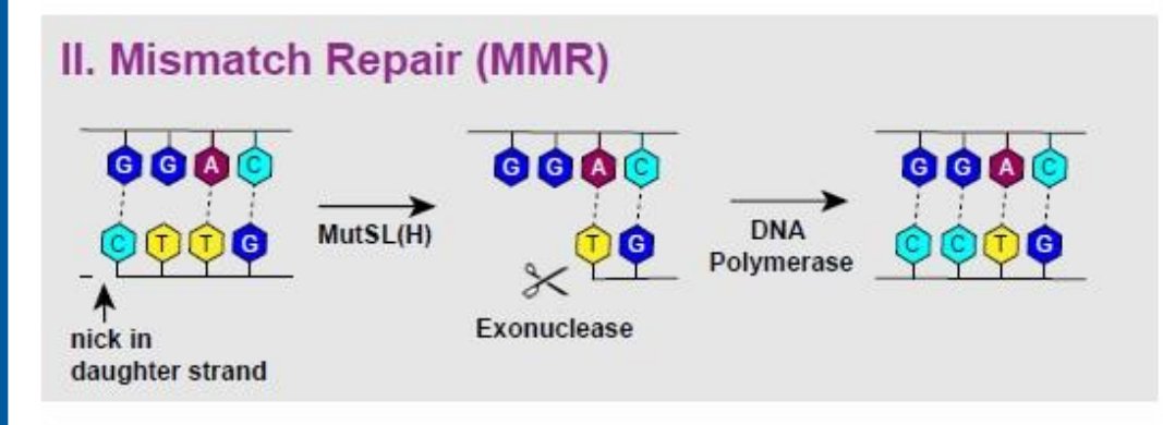 Mismatch repair schematic: MutSL(H) recognises the mismatch at a nick in the daughter strand, exonuclease removes the flawed segment, and DNA polymerase resynthesises it