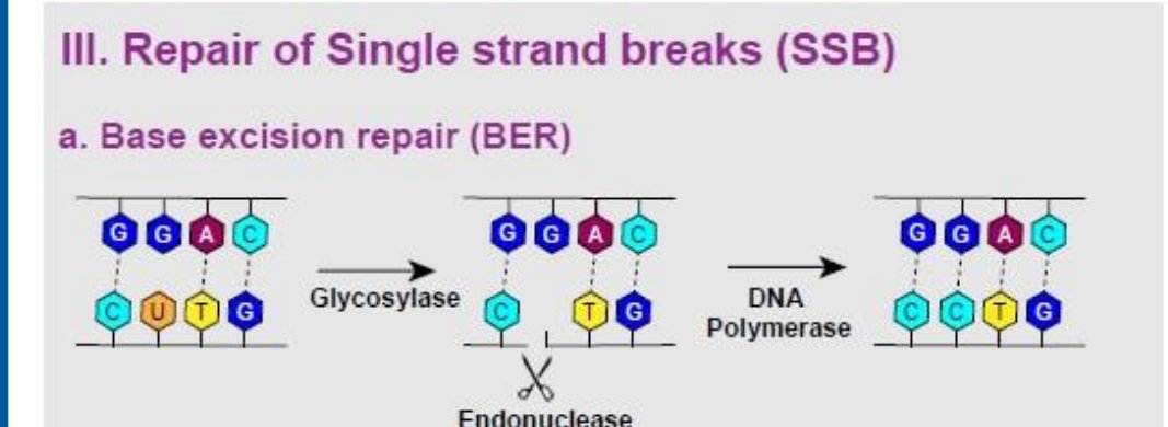 Base excision repair schematic: glycosylase removes a damaged base, endonuclease cuts the abasic backbone, and DNA polymerase fills in the correct base