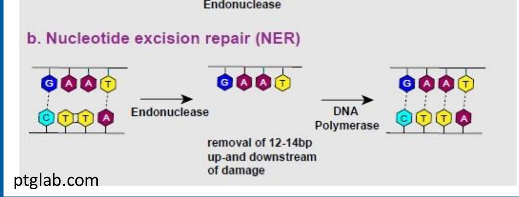 Nucleotide excision repair schematic: endonuclease removes a short stretch of the damaged strand around the lesion, then DNA polymerase fills the gap and ligase seals it