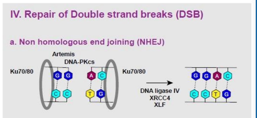 NHEJ schematic: Ku70/80 and the Artemis-DNA-PKcs complex hold the two broken ends, then DNA ligase IV with XRCC4 and XLF join them with little or no homology