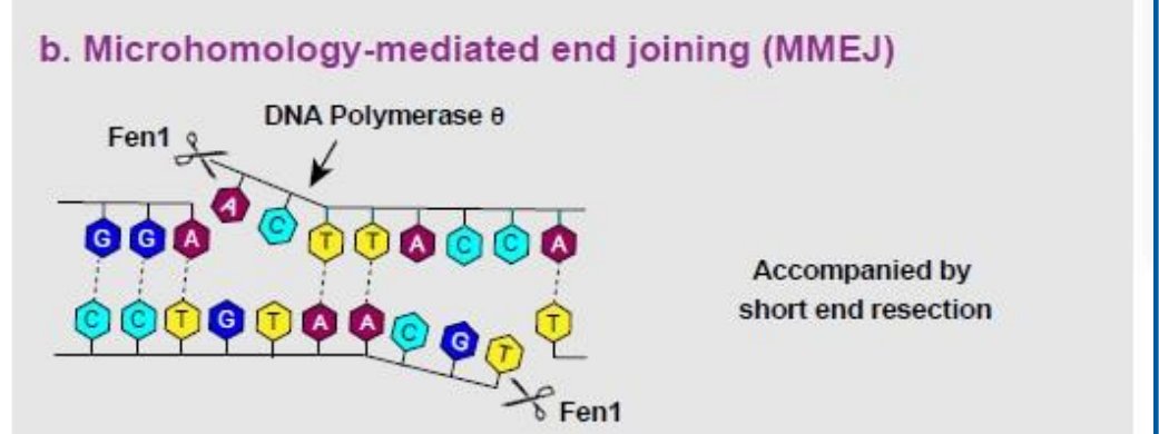 MMEJ schematic: DNA polymerase theta aligns microhomologous bases at the two resected ends, and Fen1 trims the flaps before ligation, with short end resection