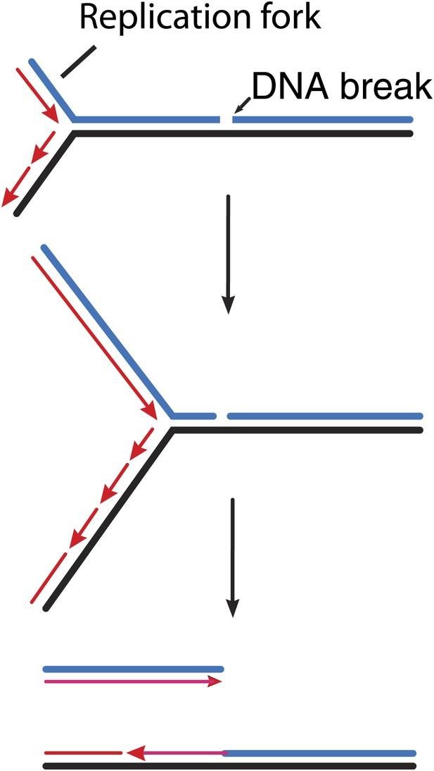 A replication fork meeting an unrepaired single-strand DNA break: the fork arm separates from the rest of the molecule, converting the nick into a double-strand break