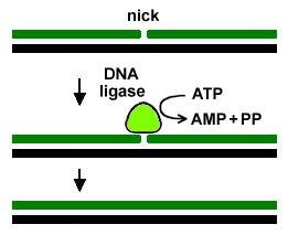 DNA ligase sealing a single-strand nick, using ATP and releasing AMP and pyrophosphate (PP)
