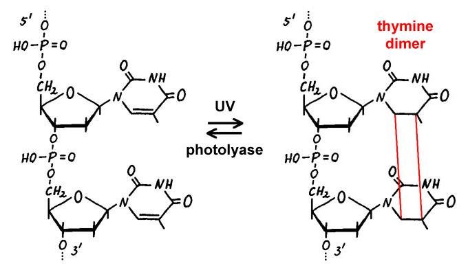 UV light fusing two adjacent thymines on a DNA strand into a thymine dimer, producing a kink in the double helix