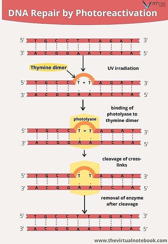 Photoreactivation: photolyase binds the UV-induced thymine dimer, cleaves the cross-links between the two thymines, and is released, restoring the original bases