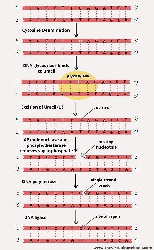 Base excision repair of a deaminated cytosine, uracil in DNA: glycosylase excises the uracil to leave an AP site, AP endonuclease and phosphodiesterase remove the sugar-phosphate to leave a single-strand break, DNA polymerase fills it and DNA ligase seals the site