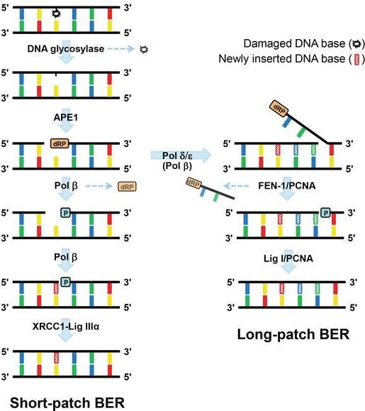 Short-patch BER, DNA glycosylase then APE1 then pol beta replace one abasic nucleotide, sealed by XRCC1-ligase IIIa, versus long-patch BER, pol delta or epsilon displace several nucleotides into a flap cut by FEN1 and sealed by ligase I with PCNA