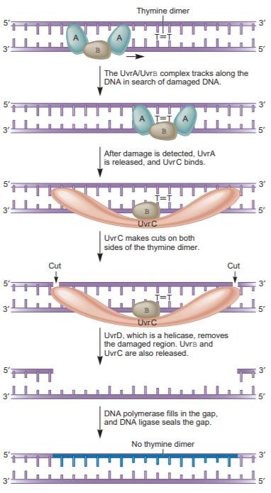 NER in E. coli: the UvrA-UvrB complex tracks along DNA to a thymine dimer, UvrA is released and UvrC binds to cut both sides of the dimer, the helicase UvrD removes the damaged strand, then DNA polymerase and DNA ligase fill and seal the gap