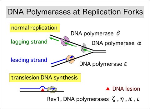 DNA polymerases at replication forks: pol delta, alpha and epsilon in normal replication of the lagging and leading strands, versus translesion DNA synthesis past a DNA lesion by Rev1 and DNA polymerases zeta, eta, kappa and iota