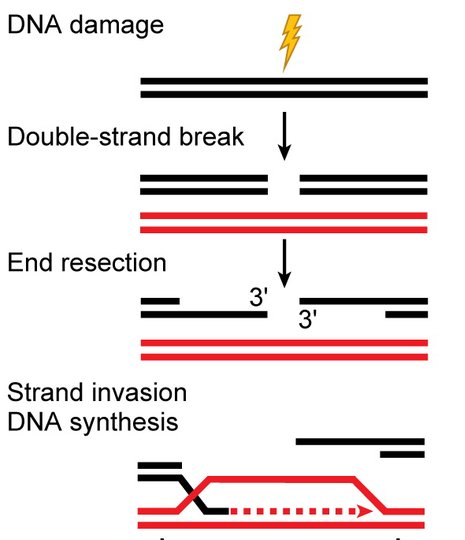 DNA damage leads to a double-strand break, then end resection exposes 3' single-stranded overhangs, which invade a homologous sequence to prime new DNA synthesis