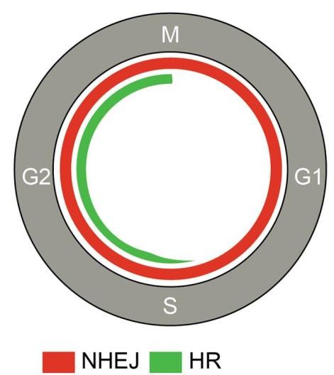 Cell cycle wheel, G1, S, G2, M, marking NHEJ, red, as active throughout the cycle and homologous recombination, HR, green, as active only in S and G2