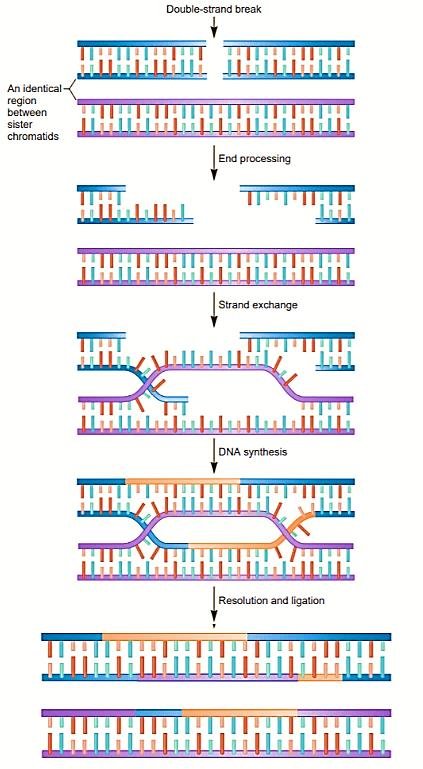 Homologous recombination at a double-strand break: using the identical region on the sister chromatid, end processing exposes single strands, strand exchange and DNA synthesis copy the missing sequence, then resolution and ligation restore two intact duplexes