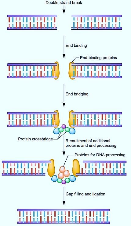 Non-homologous end joining: a double-strand break is bound by end-binding proteins, the ends are bridged by a protein crossbridge, additional proteins process the ends, then the gap is filled and ligated