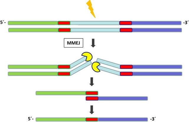 Microhomology-mediated end joining at a double-strand break: the exposed short homologous sequences, red boxes, on each side of the break align and are joined, leaving a deletion between the repeats