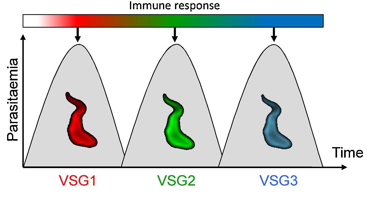 Successive waves of host immune response, parasitaemia over time, each rising against one variant surface glycoprotein, VSG1, VSG2, VSG3, as Trypanosoma brucei switches its VSG gene by MMEJ to evade each wave