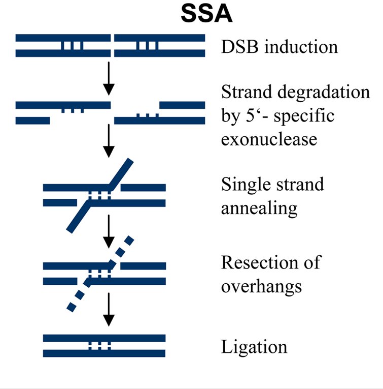 Single strand annealing: a double-strand break between homologous repeats, 5' exonuclease degrades the strands to expose the repeats, they anneal to each other, the unpaired overhangs are resected, and the ends are ligated, leaving a deletion between the repeats