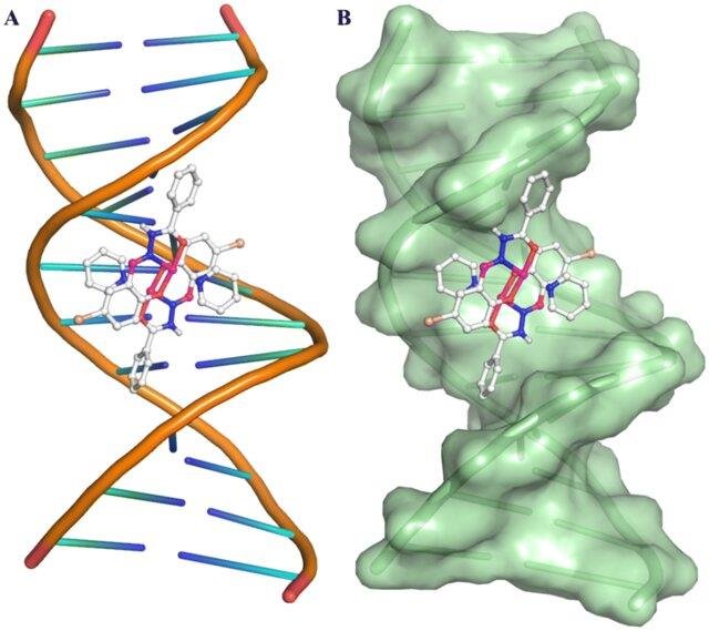 An intercalating agent, ball-and-stick, wedged flat between stacked base pairs inside the DNA double helix, shown both as a ribbon structure and as a molecular surface
