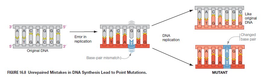 Original DNA with a base-pair mismatch from a replication error: if repaired the daughter DNA matches the original, if unrepaired the changed base pair becomes fixed as a mutant