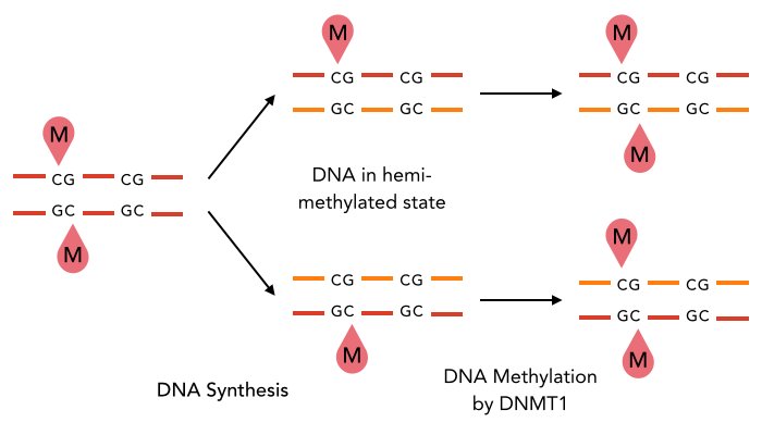 After DNA synthesis the two daughter duplexes are hemimethylated, methyl group only on the parental CG strand, and DNA methyltransferase 1, DNMT1, adds the missing methyl group to the new strand only a little later