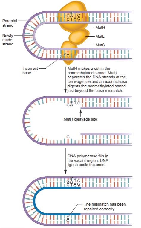 Methyl-directed mismatch repair: MutH, MutL and MutS recognise the mismatch and loop the DNA to the nearby methylated GATC site, MutH cuts the nonmethylated new strand there, an exonuclease digests past the mismatch, then DNA polymerase fills the gap and ligase seals it