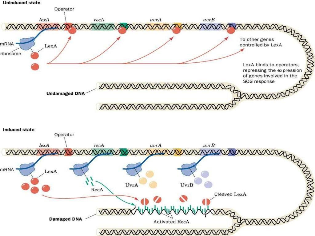 The bacterial SOS response: in the uninduced state LexA represses lexA, recA, uvrA and uvrB at their operators, in the induced state DNA damage activates RecA, which cleaves LexA so these repair genes are transcribed and translated