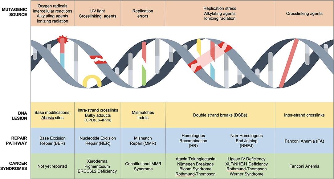 Table linking mutagenic source, oxygen radicals, UV light, replication errors, replication stress, alkylating and crosslinking agents, to the DNA lesion produced, the repair pathway that handles it, BER, NER, MMR, HR, NHEJ, Fanconi anaemia, and the cancer syndromes that follow when that pathway fails