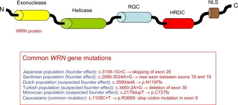 WRN protein domains from N to C terminus, exonuclease, helicase, RQC, HRDC and a nuclear localisation signal, NLS, with a list of common WRN gene mutations by population