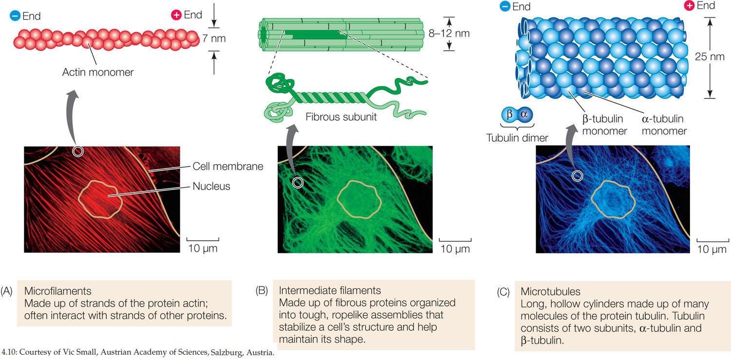 The three cytoskeletal fibres with fluorescence micrographs: microfilaments (actin, red), intermediate filaments (ropelike bundles, green) and microtubules (alpha and beta tubulin, blue)