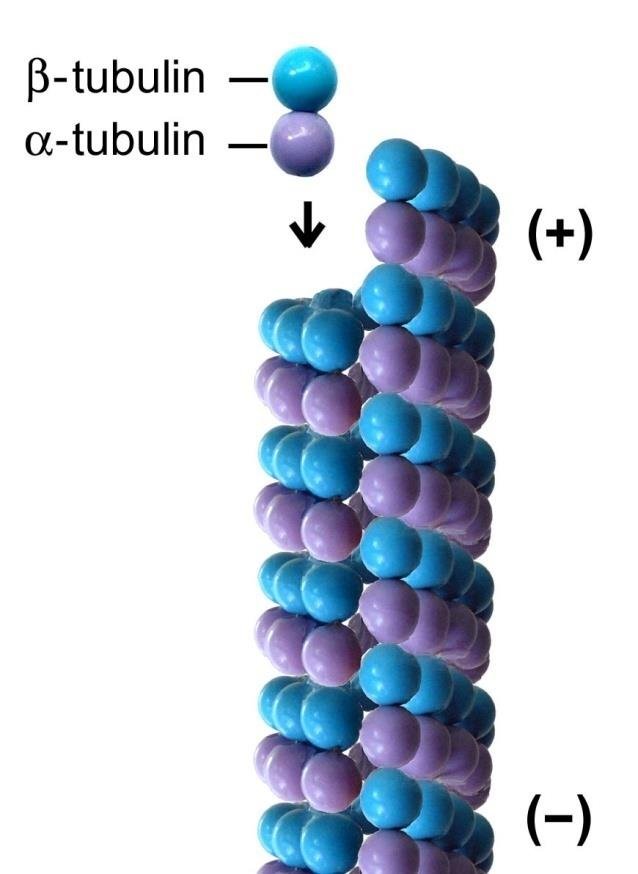 A microtubule protofilament built from alternating alpha- and beta-tubulin dimers, with the plus end and minus end labelled