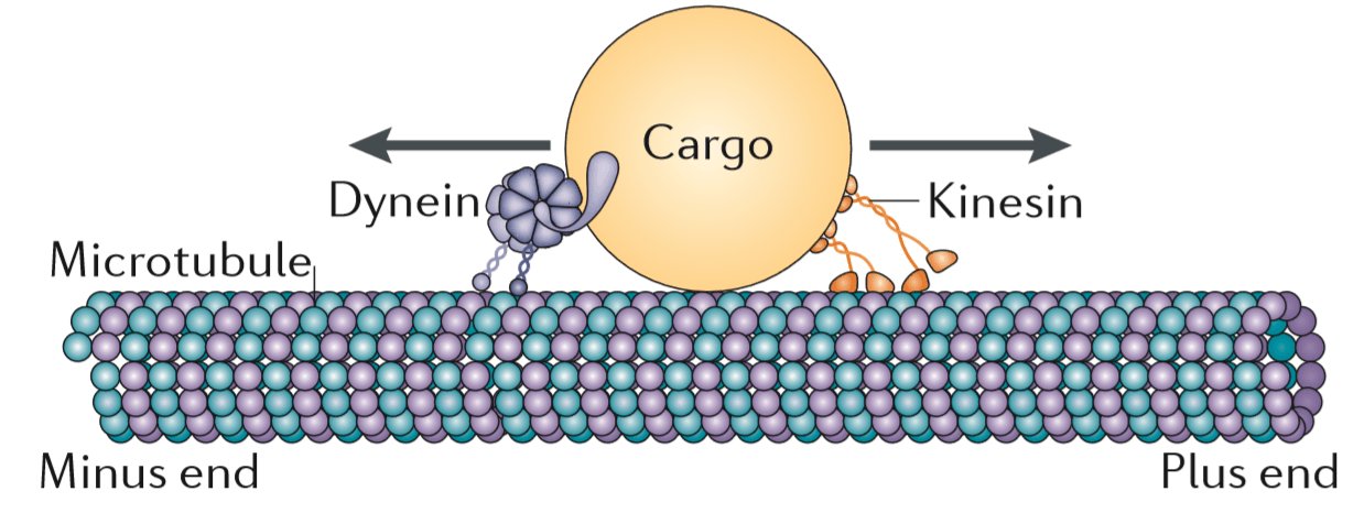 Motor proteins on a microtubule: dynein moving cargo towards the minus end and kinesin moving it towards the plus end