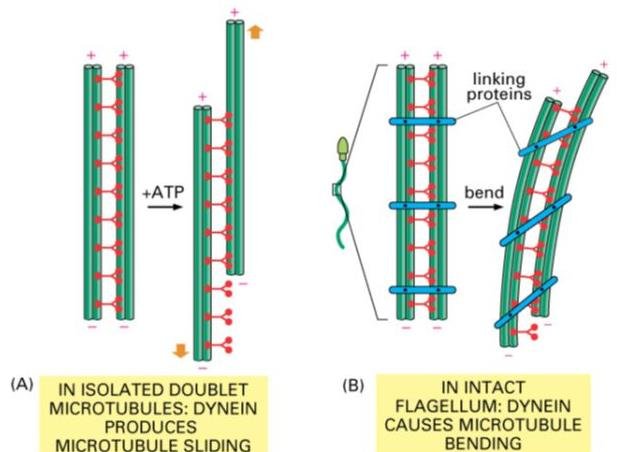 Dynein-driven microtubule doublet sliding with ATP in an isolated doublet, versus dynein bending an intact flagellum through linking proteins