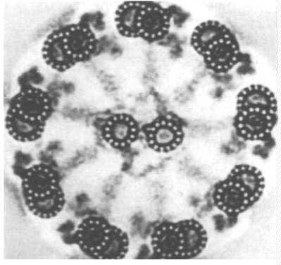 Electron micrograph cross-section of an axoneme showing the 9 times 2 plus 2 arrangement of peripheral doublet and central microtubules