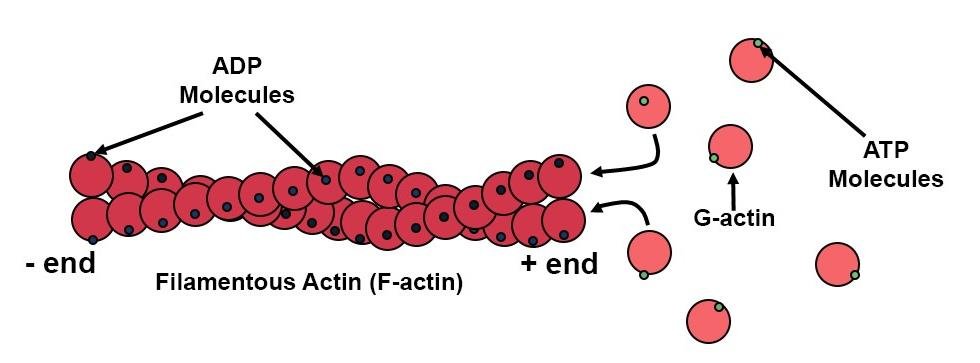 Filamentous (F-) actin built from globular (G-) actin monomers using ATP, ADP-bound subunits shown in the filament, with the minus and plus ends labelled