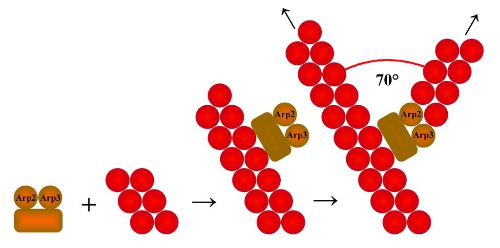Arp2/3 complex nucleating a branched actin filament at a 70° angle from an existing filament