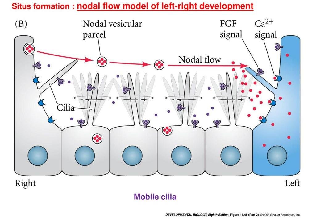 Nodal flow model: motile cilia at the node drive nodal vesicular parcels from right to left, triggering an FGF signal and a calcium signal on the left side cell