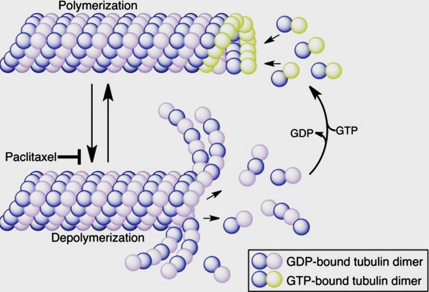 Microtubule polymerisation and depolymerisation from GDP- and GTP-bound tubulin dimers, with paclitaxel blocking depolymerisation