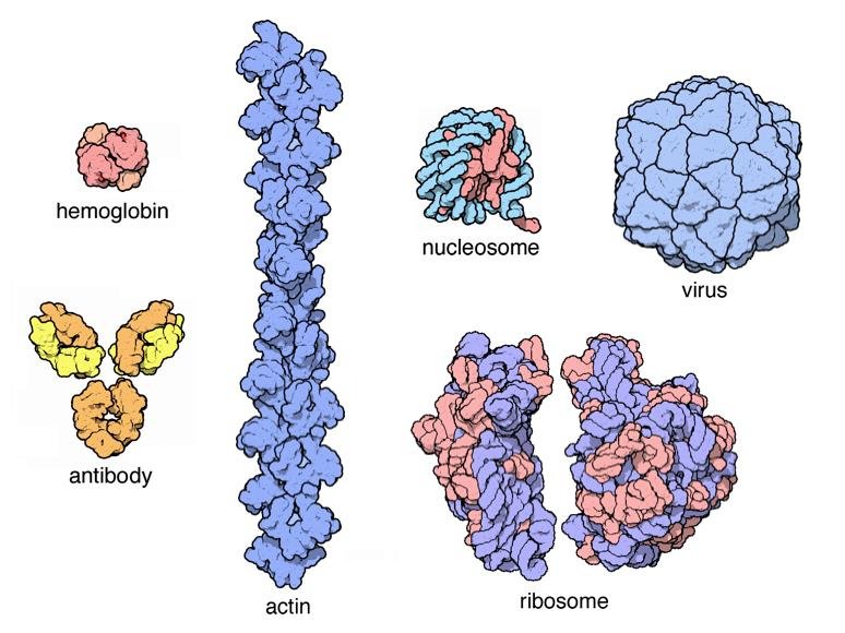 Self-assembled macromolecular complexes shown side by side: haemoglobin, an antibody, an actin filament, a nucleosome, a ribosome and a virus capsid