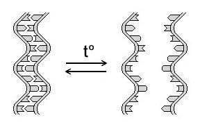 Denaturation and renaturation of double-stranded DNA on heating (t°) and cooling, the strands shown unlabelled