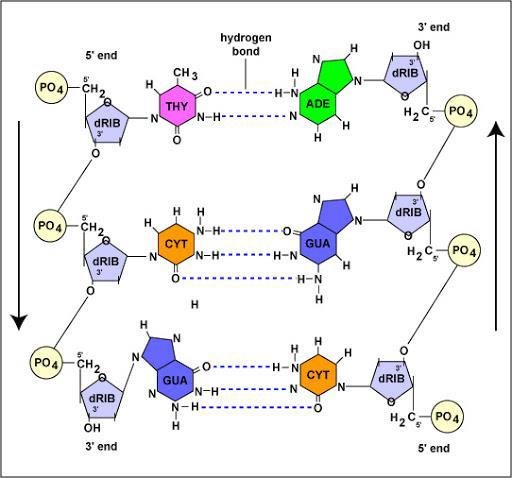 Hydrogen bonding in DNA base pairs: thymine to adenine with two hydrogen bonds and cytosine to guanine with three, sugar-phosphate backbone labelled dRIB and PO4