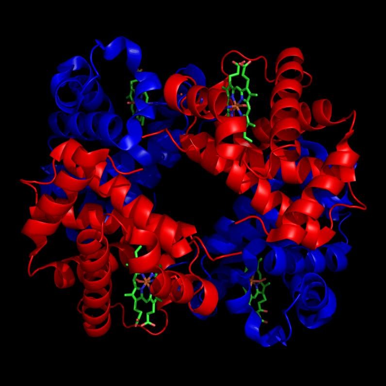 Haemoglobin tetramer: two alpha and two beta globin subunits, red and blue, each carrying a green haem group