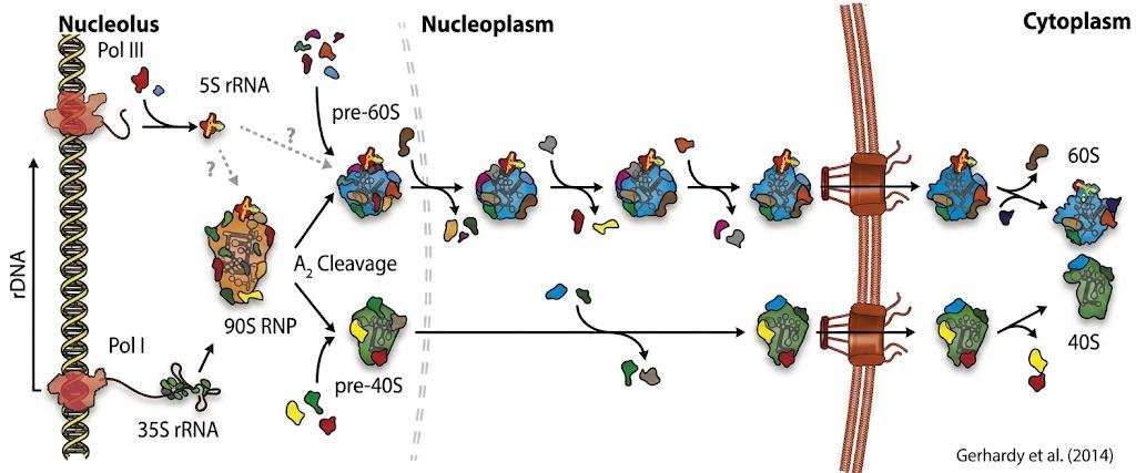 Eukaryotic ribosome maturation from nucleolus through nucleoplasm to cytoplasm: the 90S RNP undergoes A2 cleavage into pre-60S and pre-40S, ending as mature 60S and 40S subunits