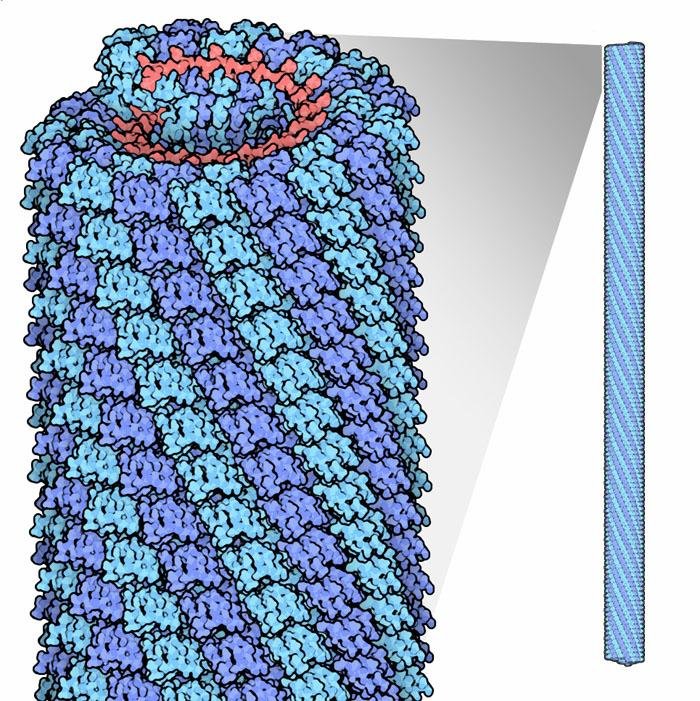 Self-assembly of the tobacco mosaic virus capsid: the helical protein coat elongating around the RNA core, with a cross-section of the tube shown at right