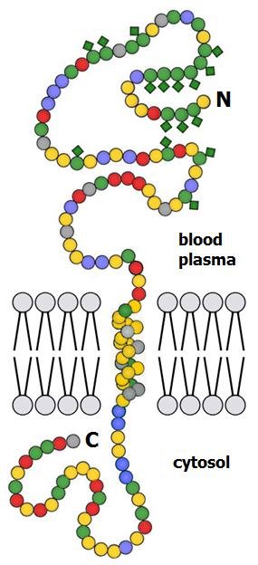Glycophorin A, a single-pass transmembrane glycoprotein with its N-terminus in the blood plasma and C-terminus in the cytosol, amino acid residues unlabelled