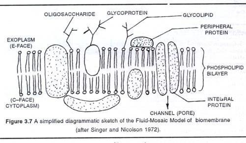 Singer and Nicolson fluid mosaic model of the biomembrane: phospholipid bilayer with integral and peripheral proteins, a channel pore, and glycoprotein and glycolipid oligosaccharides