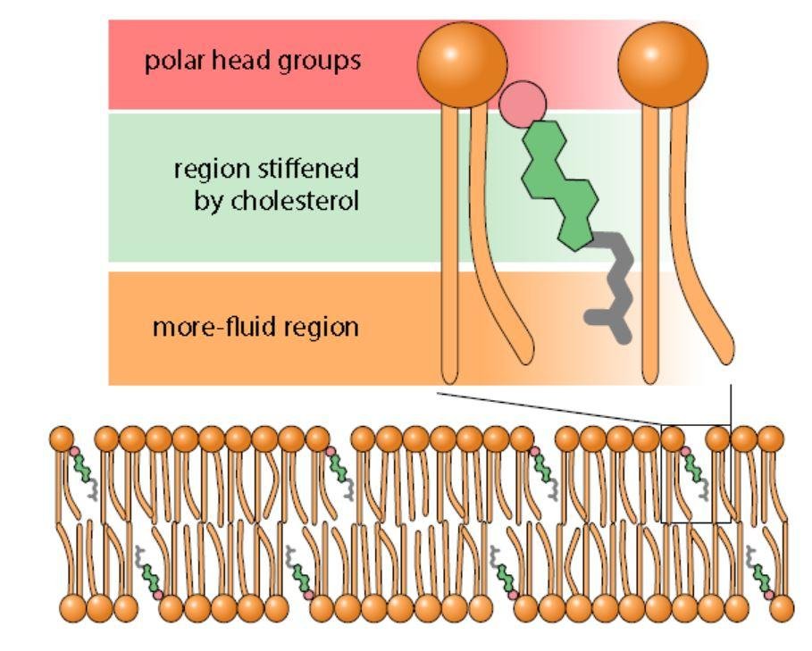 Cholesterol stiffening a phospholipid bilayer: polar head groups, the region stiffened by cholesterol, and the more fluid region, with cholesterol molecules along the membrane