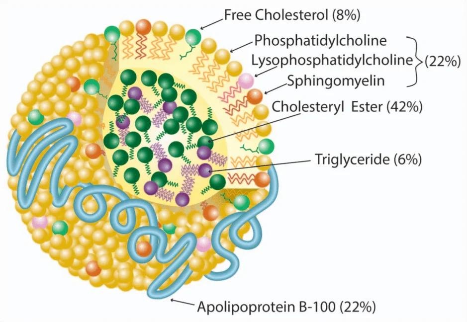 Composition of an LDL particle: free cholesterol, phosphatidylcholine, lysophosphatidylcholine and sphingomyelin, a cholesteryl ester and triglyceride core, and apolipoprotein B-100 on the surface