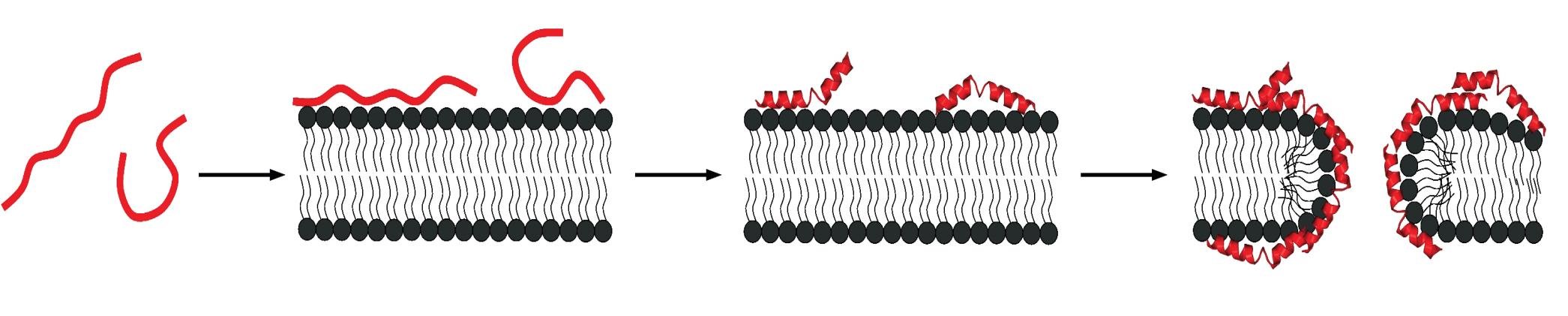 Melittin peptide monomers binding the plasma membrane, forming surface helices that assemble into toroid-shaped pores through the bilayer