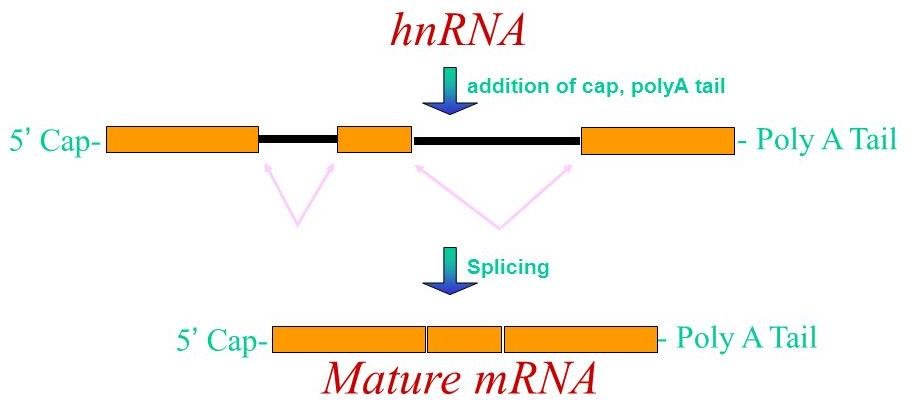 Maturation of eukaryotic mRNA: hnRNA gains a 5' cap and poly(A) tail, then splicing removes the two introns (pink arcs) to give mature spliced mRNA with cap and poly(A) tail