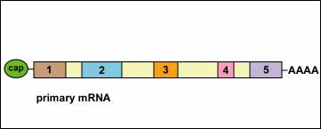 Primary mRNA transcript: 5' cap, exons 1 to 5 (introns between them not shown as boxes) and the 3' poly(A) tail, AAAA